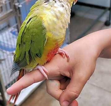 Photo of Sage