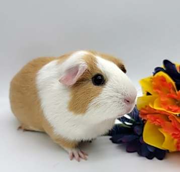 Photo of Peach
