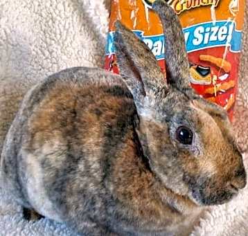 Photo of Cheeto