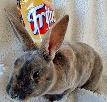 Photo of Frito