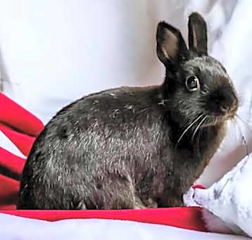 Photo of Charlotte