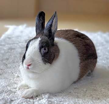 Photo of Bebe