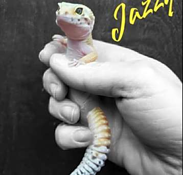Photo of Jazzy
