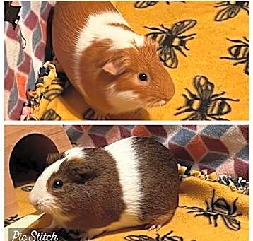 Photo of Dio and Latte