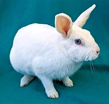 Photo of LUV BUN