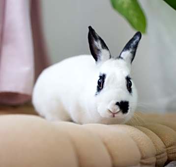 Photo of Love Bug