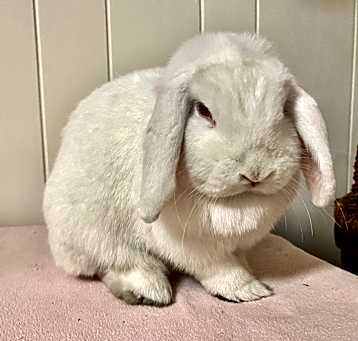 Photo of Rosie