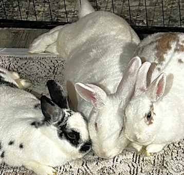 Photo of Ghost, Pepper, and Love