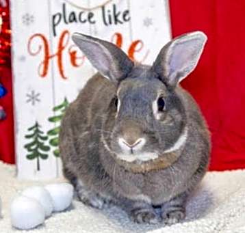 Photo of Binkle