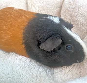 Photo of Beans