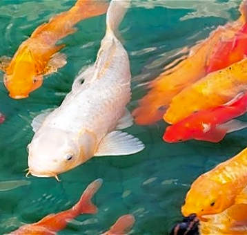 Photo of Koi and Gold Fish