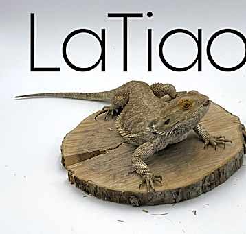 Photo of LaTiao