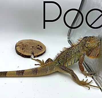 Photo of Poe