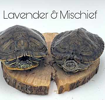 Photo of Lavender