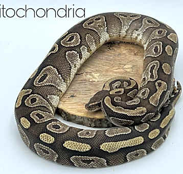 Photo of Mitochondria