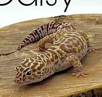 Photo of Daisy