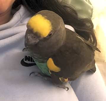 Photo of Meyers Parrot