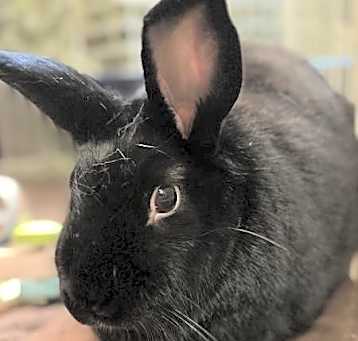 Photo of Percy