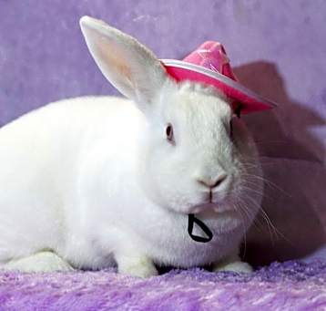 Photo of Belle