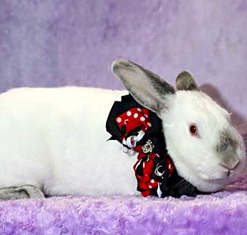 Photo of Mina (Minnie)