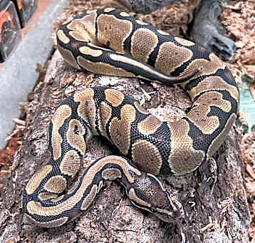 Photo of Sage