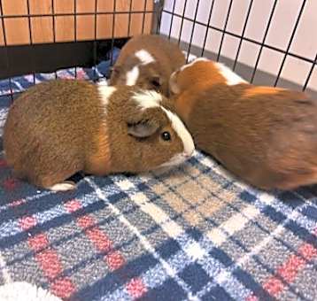 Photo of Cookie