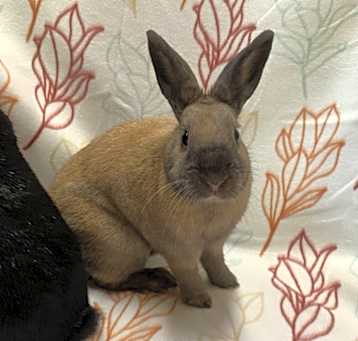Photo of Pauline (Bonded to Francine)