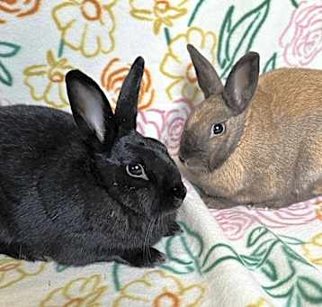 Photo of Francine (Bonded to Pauline)