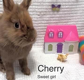 Photo of Cherry