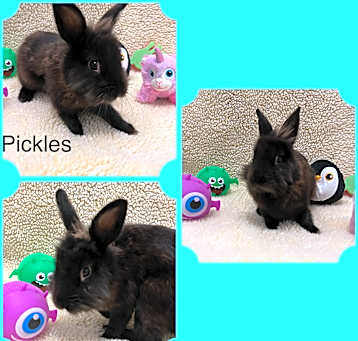 Photo of Pickles