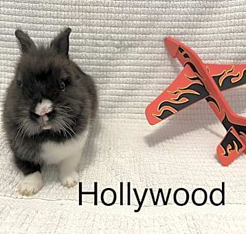 Photo of Hollywood