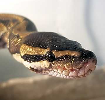Photo of Grimbolina Pretzel
