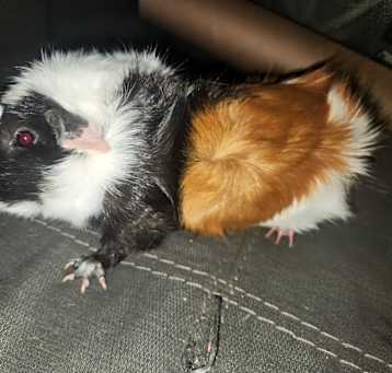 Photo of Oreo & Snickers
