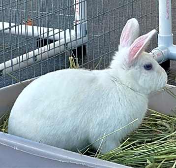 Photo of LUV BUN