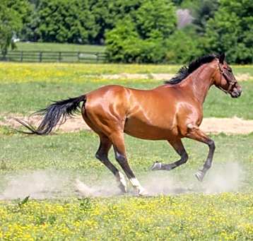 Photo of Dixieland Daisy