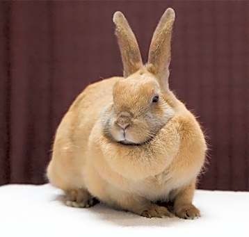 Photo of CINNAMON