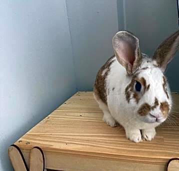 Photo of Daisy