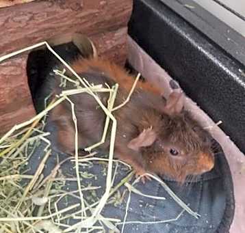 Photo of Pumbaa