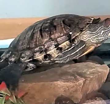 Photo of Big Mama