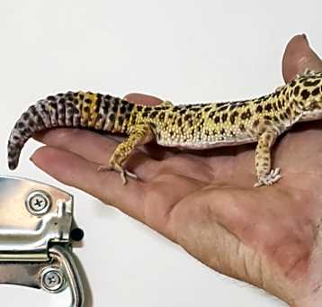 Photo of Cheeta