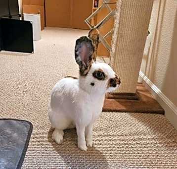 Photo of Theo aka Toast
