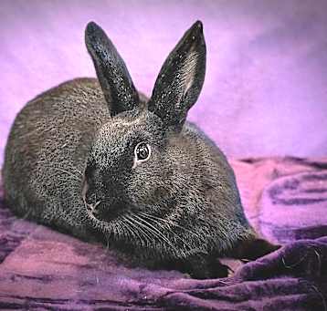 Photo of Belden
