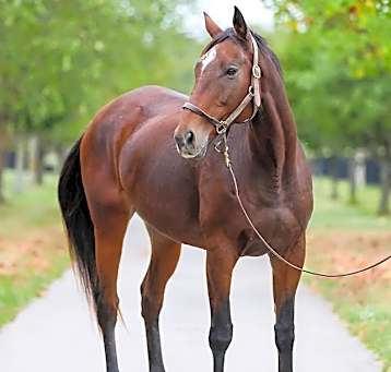 Photo of Bold Ocean