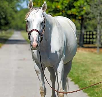 Photo of Prince Igor