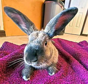 Photo of Merry (Bonded to Sprite)