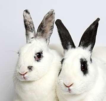 Photo of Belvedere / Strawberry