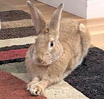 Photo of Grumpy
