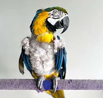 Photo of Rambo
