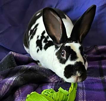 Photo of Persephone