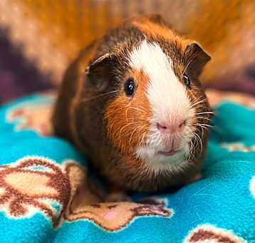 Photo of Pongo